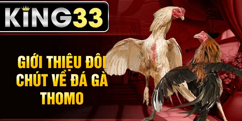 Giới thiệu đôi chút về đá gà Thomo